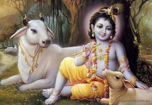 krishna with cows